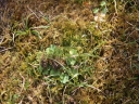 010_Senecon_de_Jacob_-_Jacobaea_vulgaris_-_Sortie_223_-_Ndeg_019.jpg