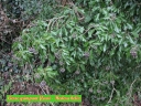 Filename=11_-_Lierre_grimpant_fleuri_-_Hedera_helix_-_Sortie_221_-_Ndeg_056.jpg
Filesize=292KiB
Dimensions=1024x768
Date added=Sep 22, 2025 11_-_Lierre_grimpant_fleuri_-_Hedera_helix_-_Sortie_221_-_Ndeg_056.jpg