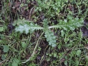13_-_Chardon_Marie_-_Silybum_marianum_-_Sortie_221_-_Ndeg_072.jpg