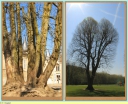 Arbre_Chateau_de_la_Douye_-_Bethisy_Saint_Pierre.jpg