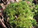Atrichum_undulatum_-_Atrichie_ondule_-_Sortie_222_-_Ndeg_010.jpg