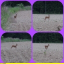 Biche_-_Berry_-_IMG_0511_-_1.jpg