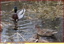 Canard_colvert_-_Parc_ecologique_Senlis_-_Ndeg_17_001.jpg