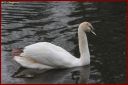 Cygne_blanc_-_Ndeg_22_087.JPG