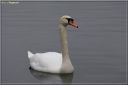 Cygne_tubercule_-_Ndeg_22_683.JPG