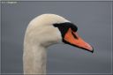 Cygne_tubercule_-_Ndeg_22_685.JPG