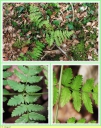 Dryopteris_des_Chartreux_-_Dryopteris_carthusiana__-_D10_-_Sortie_127_-_IMG_0114_-_A.jpg