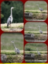 Heron_-_Berry_-_IMG_0450.jpg