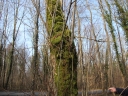 Homalothecium_sericum_-_Homalothecie_soyeuse_-_Sortie_222_-_Ndeg_055.jpg