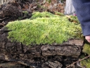 Homalothecium_sericum_-_Homalothecie_soyeuse_-_Sortie_222_-_Ndeg_067.jpg