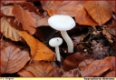 Hygrophore_blanc_ivoire_-_Ndeg_04_870.JPG