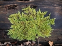 Hypnum_cupressiforme_-_Sortie_222_-_Ndeg_045.jpg