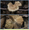 Inocybe_fastigie_-_Sortie_076_-_033.JPG