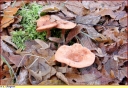 Lactarius_subdulis_-_Ndeg_04_939.JPG