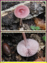 Mycene_rose_-_Mycena_rosea_-_IMG_0091_-_M37.JPG