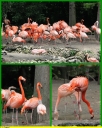 Ndeg_001_-_Flamant_rose_-_IMG_0029.JPG