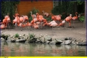 Ndeg_002_-_Flamant_rose_-_IMG_0038.JPG