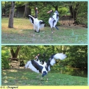 Ndeg_006_-_Jabiru_du_Senegal.jpg