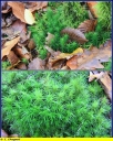 Ndeg_008_-_Polytrichum_commune_-_IMG_0026.jpg