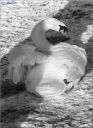 Ndeg_009_-_Cygne_blanc.jpg