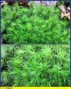 Ndeg_009_-_Polytrichum_commune_-_IMG_0036_-_P.jpg