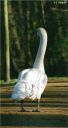 Ndeg_010_-_Cygne_blanc.jpg