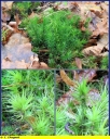 Ndeg_010_-_Polytrichum_commune_-_IMG_0038.jpg