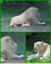 Ndeg_016_-_Lion_blanc_-_IMG_0235.JPG