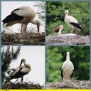 Ndeg_018_-_Cigogne_-_IMG_0250.jpg