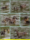 Ndeg_01_-_Canard_colvert_-_Caneton.JPG