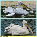 Ndeg_023_-_Pelican_frise.jpg