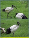 Ndeg_024_-_Ibis_sacre_-_IMG_0309.jpg