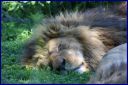 Ndeg_027_Lion.JPG