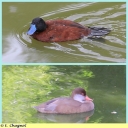 Ndeg_028_-_Canard.jpg