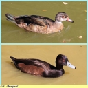 Ndeg_029_-_Canard.jpg