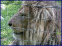 Ndeg_029_Lion.JPG