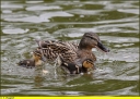 Ndeg_02_-_Canard_colvert_-_femelle_-_Anas_platyrhynchos.jpg