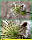 Ndeg_030_-_Anemone_pulsatille_-_Ndeg_11_686.JPG