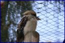 Ndeg_030_Martin-chasseur_geant2C_kookaburra.JPG