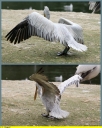 Ndeg_033_-_Pelican_frisse_-_IMG_0076.jpg