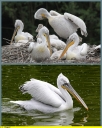 Ndeg_036_-_Pelican_frisse_-_IMG_0085.jpg