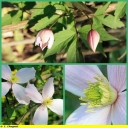 Ndeg_037_-_Clematis_montana_-_Ndeg_11_599.JPG