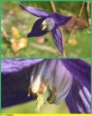 Ndeg_038_-_Clematis_alpina_-_Ndeg_11_519.JPG