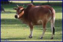 Ndeg_038_Zebu.JPG