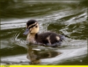 Ndeg_03_-_Canard_colvert_-_Caneton.jpg