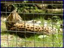 Ndeg_044_Serval.JPG