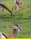 Ndeg_045_-_Antilope_-_IMG_0169.JPG