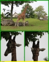 Ndeg_047_-_Girafe_-_IMG_0154.JPG