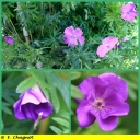 Ndeg_048_-_Geranium_vivace_-_Ndeg_11_668.JPG