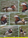 Ndeg_04_-_Canard_mandarin_-_male_-_Aix_galericulata.JPG